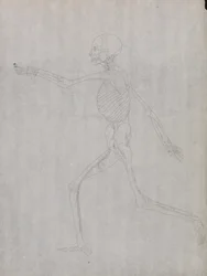 Exposición anatómica comparativa de la estructura del cuerpo humano con la de un tigre y un co...